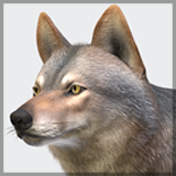 Wolf - Male