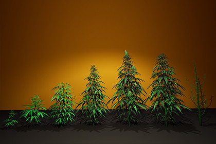 Cannabis (Hemp) Plant 3D Models Pack