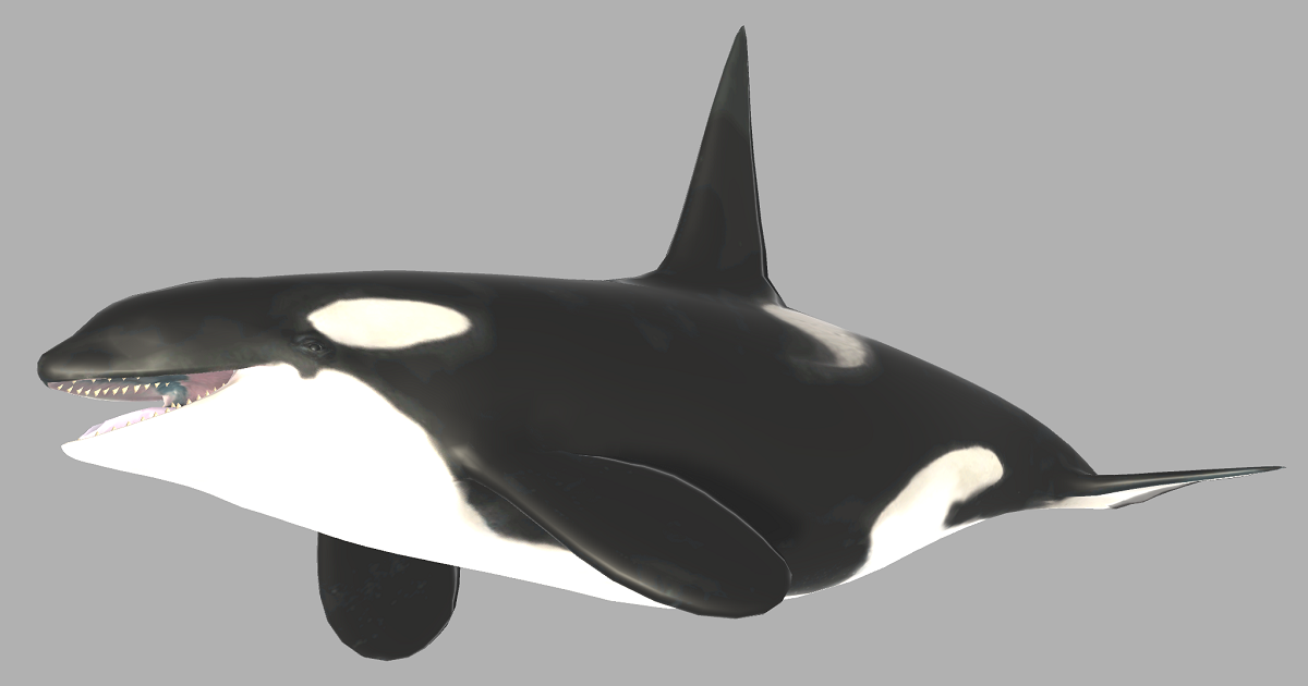Unity Whale Orca | Characters | Unity Asset Store