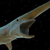 Goblin Shark