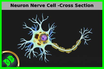 Neuron Nerve Cell -Cross Section