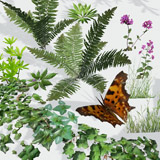 Mountain Forest Foliage