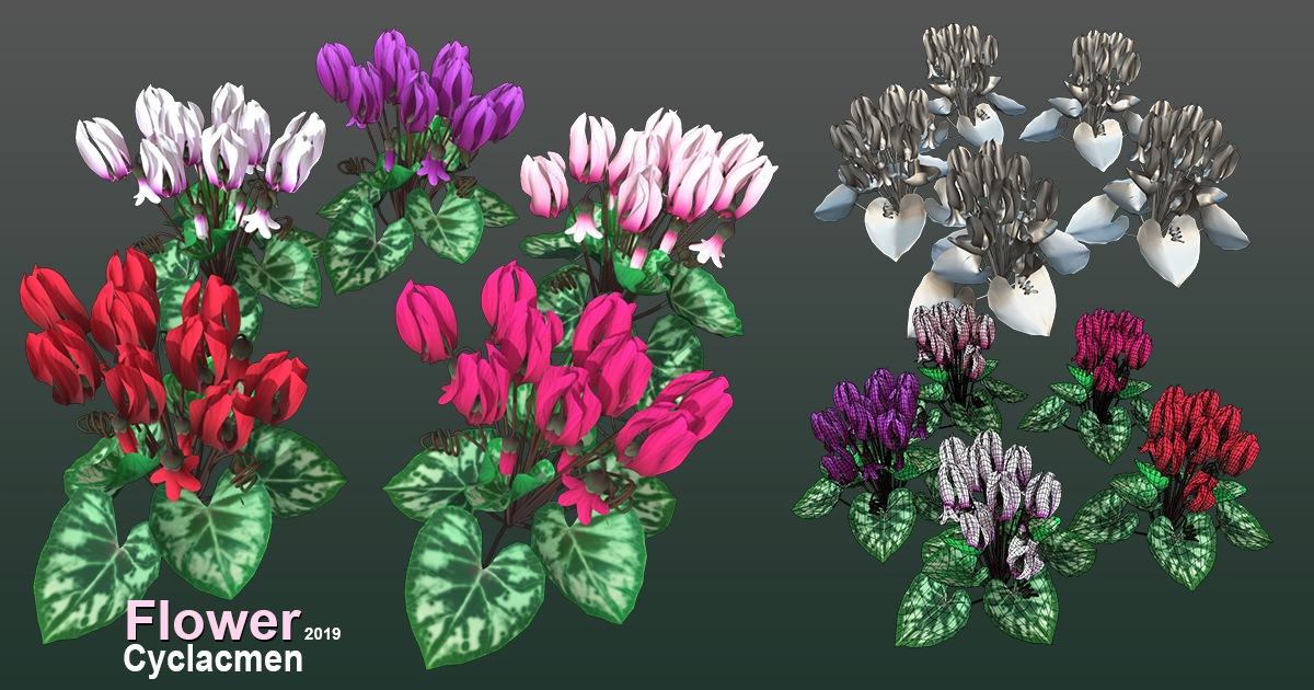Flower Cyclacmen | 3D Flowers | Unity Asset Store