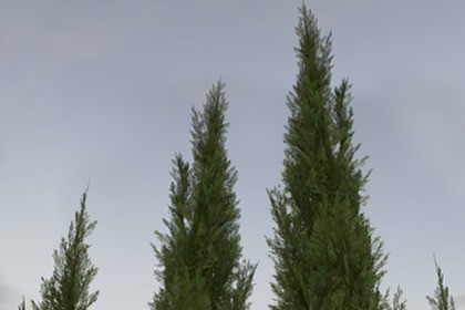 Nature Assets - Italian Cypress