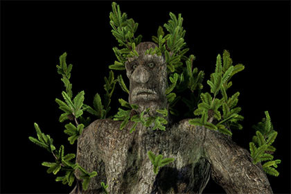 Tree ent spruce