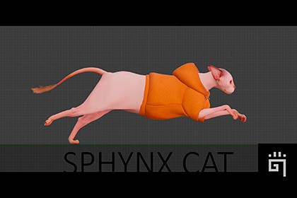 Sphynx Cat
