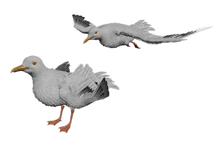 Seagull Feathered