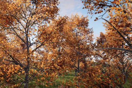 Realistic Tree Pack 2 (for HDRP)