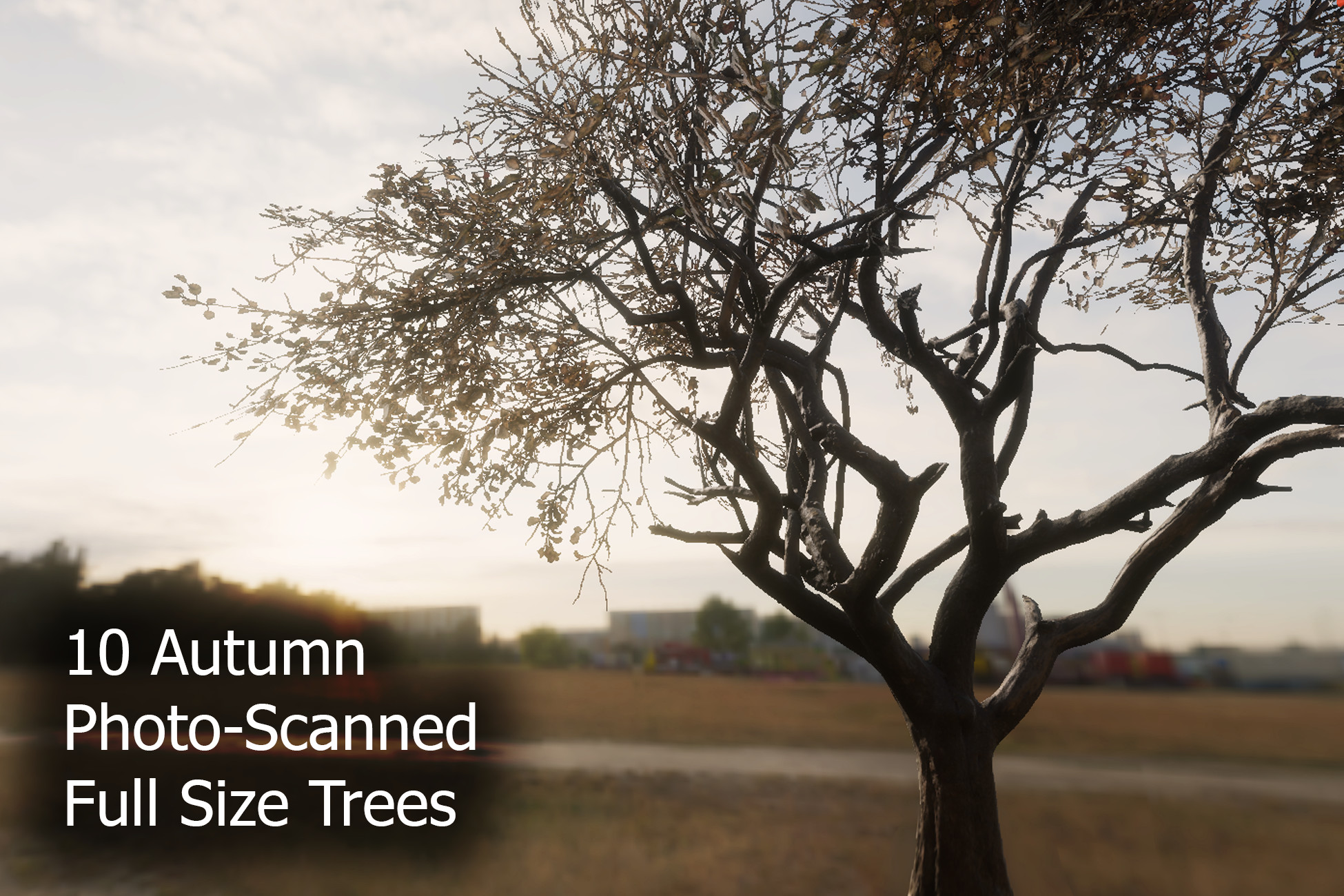 Full Size Tree at Thomas Castro blog