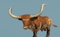 Domestic Bull Texas Long Horn (SV)