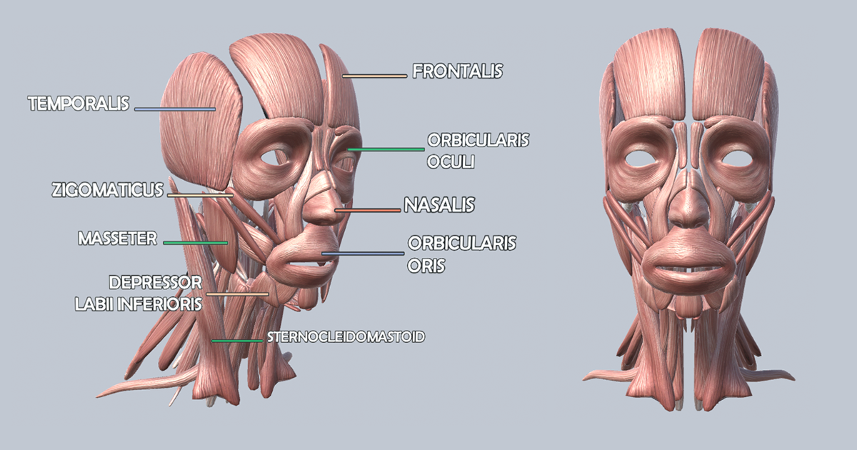 Animated Facial Muscles AR VR | 3D Characters | Unity Asset Store