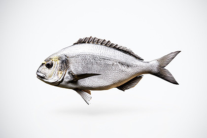 Gilthead Sea Bream – Game-Ready 3D Fish
