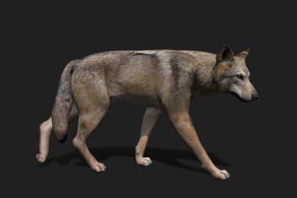 Realistic Animated Wolf 2.0