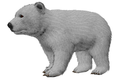 Polar Bear Cub (Fur)