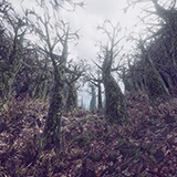 Sad Forest - Map Series 2 -