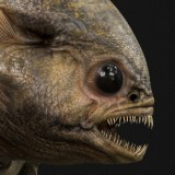 The cave troglodyte