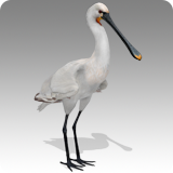 Spoonbill