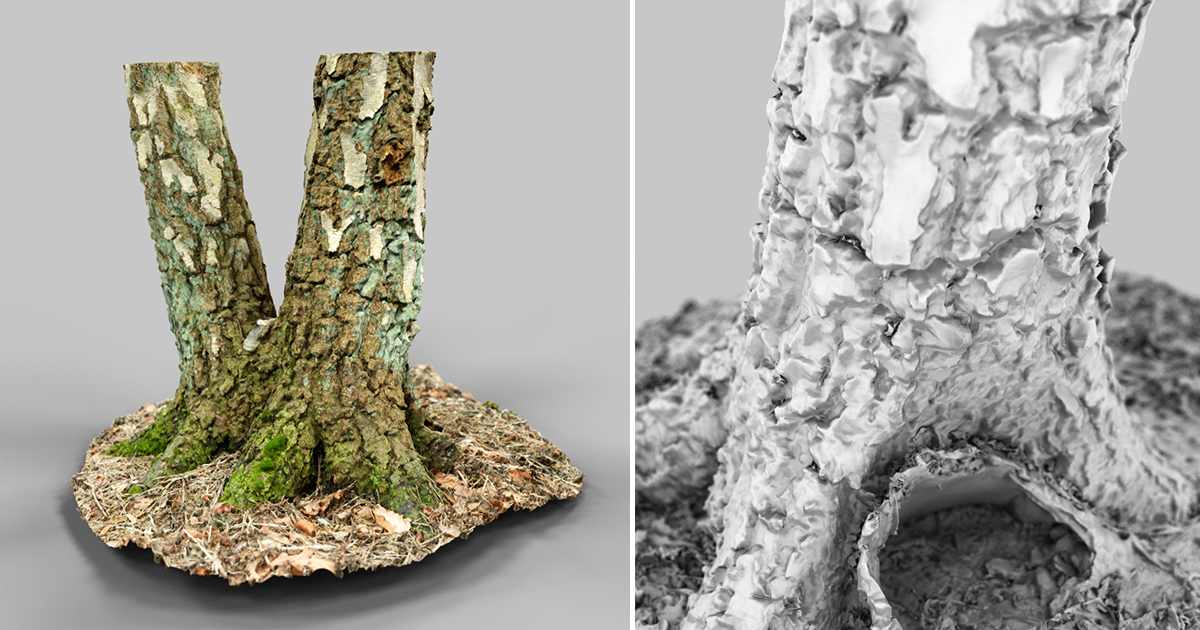 Split Foundation Tree Stump | 3D Trees | Unity Asset Store