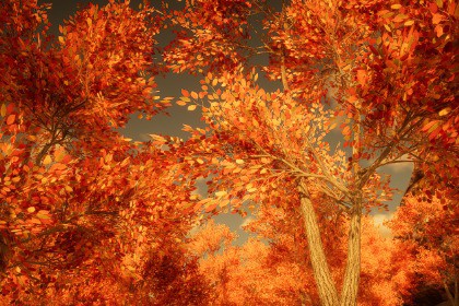 HDRP Tree Pack #5