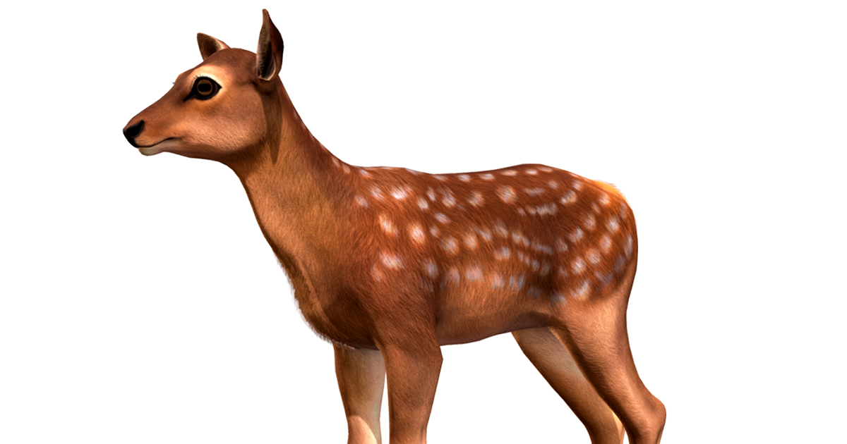 Red Deer Calf | 3D Animals | Unity Asset Store