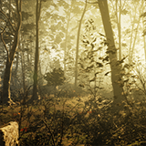 Quality Forest