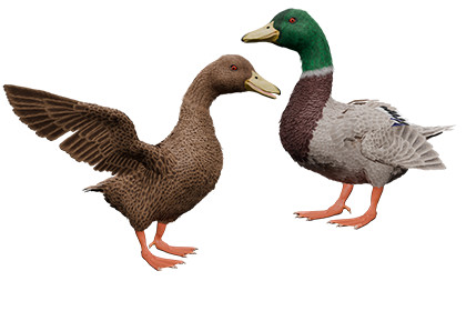 Duck basic