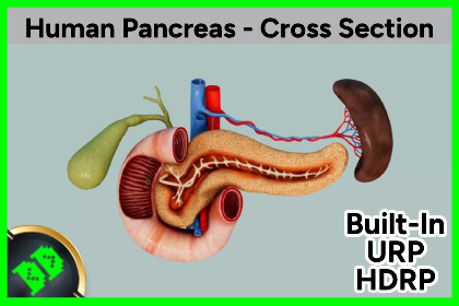 Human Pancreas - Cross Section