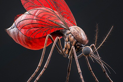 Mosquito Queen - Fantasy Poison Mosquitoes