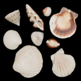 SeaShells Pack Vol 1
