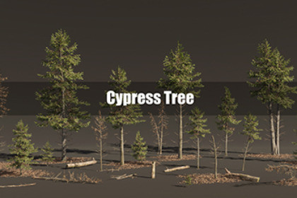 Cypress Tree