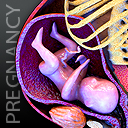 Pregnant and Fetus Animation.