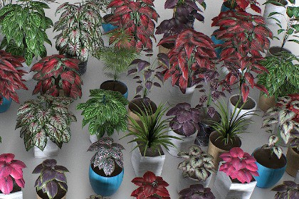 Interior plants pack