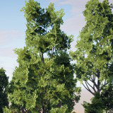 HDRP Tree Bundle 2