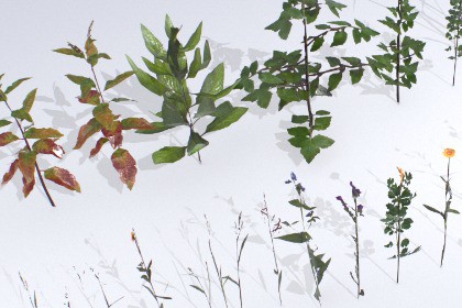 Pack of Plants