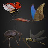 Animated insect bundle