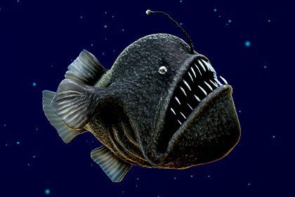 Humpback Anglerfish