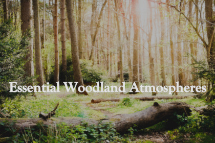 Essential Woodland Atmospheres