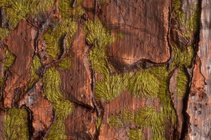 Tree Bark Texture & Material Vol. 05