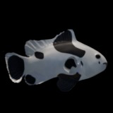 Clownfish Black Storm