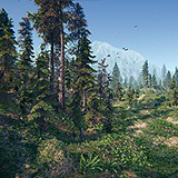 Spruce Forest