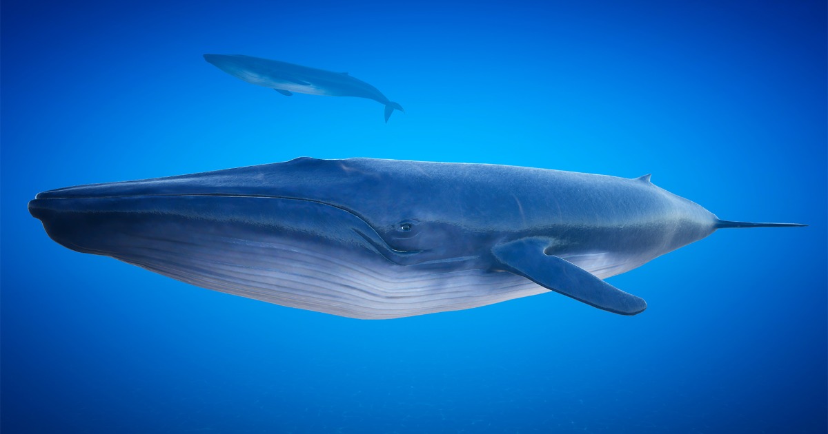 Unity Whale Blue Whale with Spline System | 3D Animals | Unity Asset Store