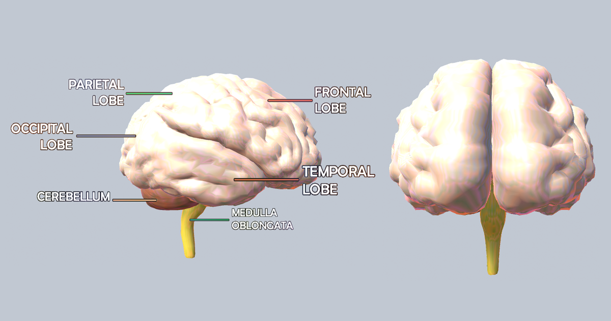 Unity Brain Map Animated Brain AR VR | 3D Characters | Unity Asset Store