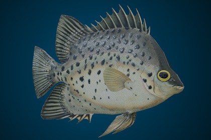 Animated Fish (Chaetodon)