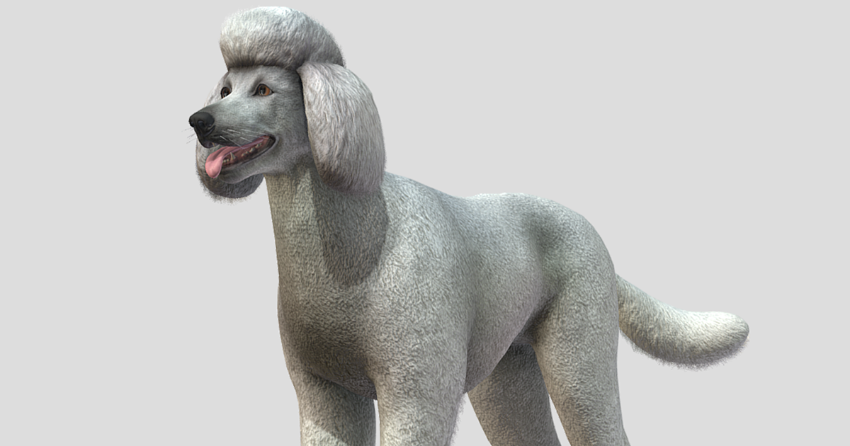 Dog - Poodle | Characters | Unity Asset Store
