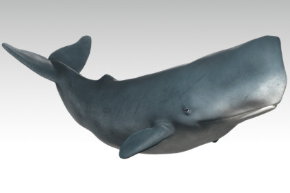 Sperm Whale - Animated Low Poly 3D Model