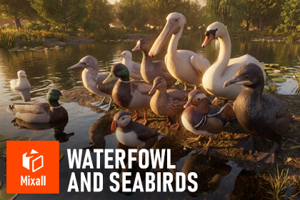 Waterfowl and seabirds - birds pack