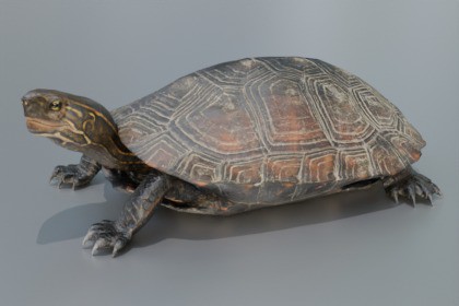 Animated Turtle