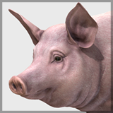 Pig - Female