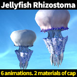 Jellyfish Rhizostoma Pulmo