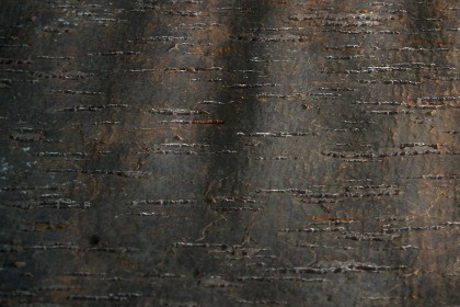 Tree Bark Texture & Material Vol. 03